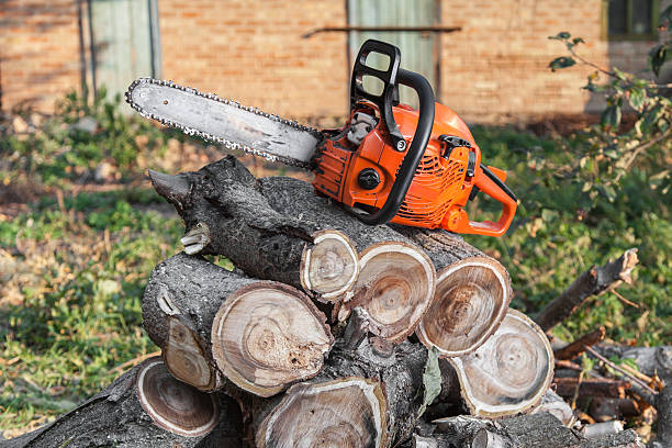 Tree Root Removal in Vanceboro, NC